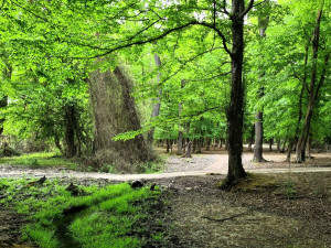 Самурский лес Самурский лес